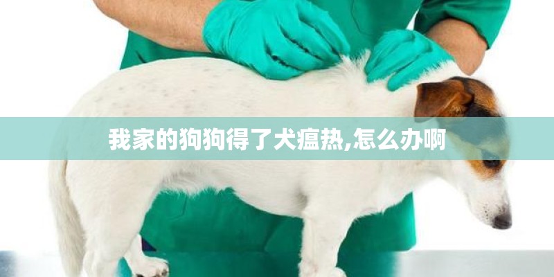我家的狗狗得了犬瘟热,怎么办啊