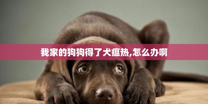 我家的狗狗得了犬瘟热,怎么办啊