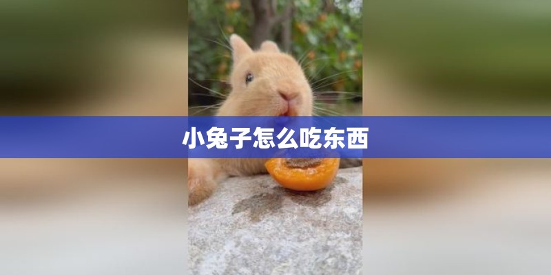 小兔子怎么吃东西