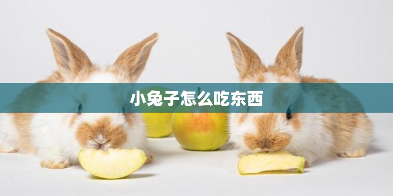 小兔子怎么吃东西