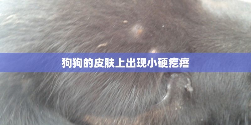 狗狗的皮肤上出现小硬疙瘩