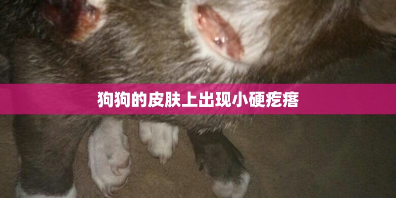 狗狗的皮肤上出现小硬疙瘩