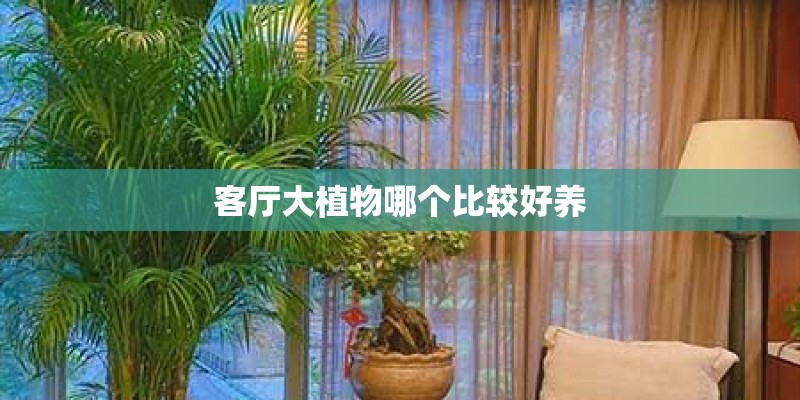 客厅大植物哪个比较好养