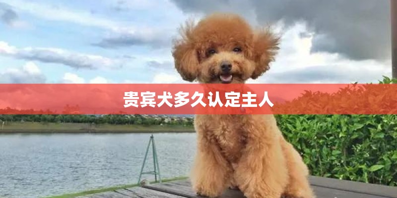 贵宾犬多久认定主人