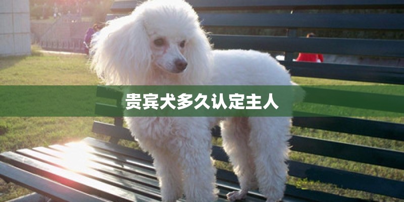 贵宾犬多久认定主人