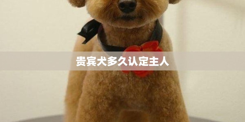 贵宾犬多久认定主人
