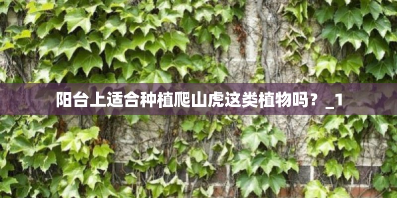 阳台上适合种植爬山虎这类植物吗？_1