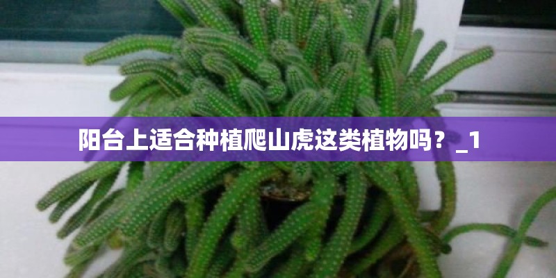 阳台上适合种植爬山虎这类植物吗？_1