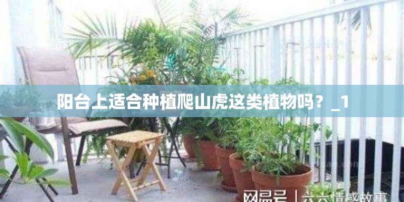 阳台上适合种植爬山虎这类植物吗？_1