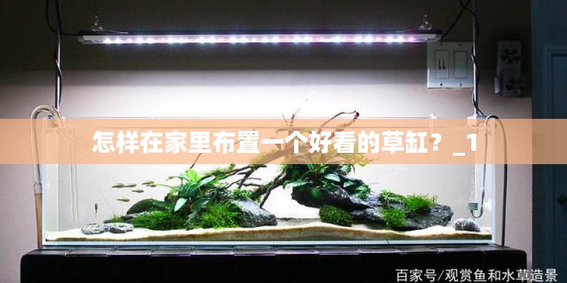 怎样在家里布置一个好看的草缸？_1