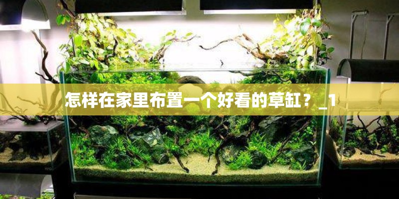 怎样在家里布置一个好看的草缸？_1