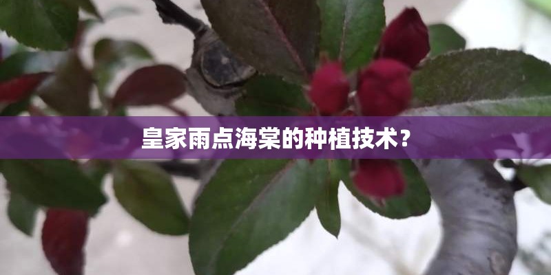 皇家雨点海棠的种植技术？