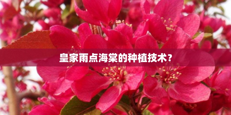 皇家雨点海棠的种植技术？