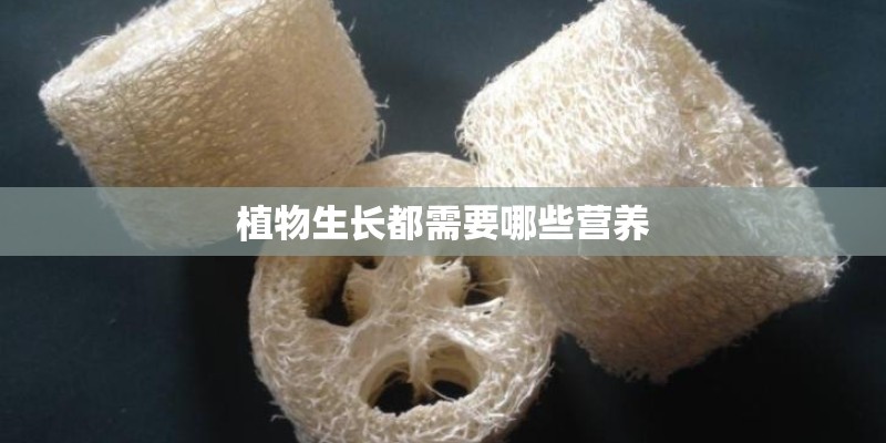 2月20日生日花语：大琉璃草
