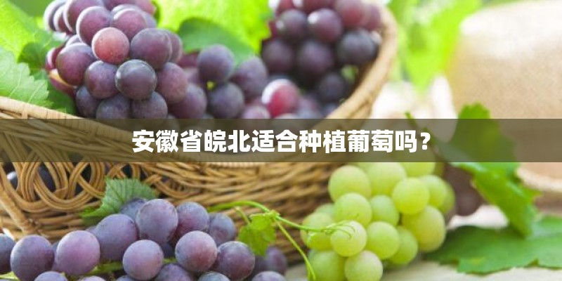 安徽省皖北适合种植葡萄吗？