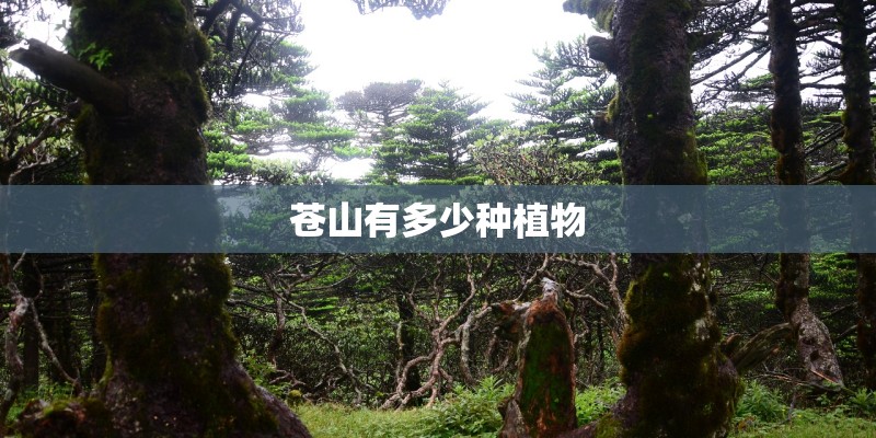 苍山有多少种植物 苍山有多少种植物