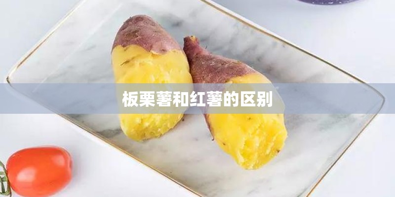 板栗薯和红薯的区别