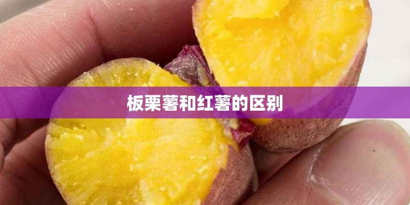 板栗薯和红薯的区别
