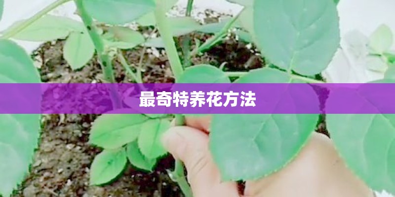 最奇特养花方法
