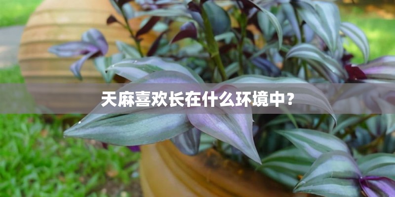 天麻喜欢长在什么环境中？