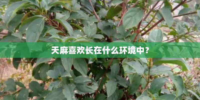 天麻喜欢长在什么环境中？