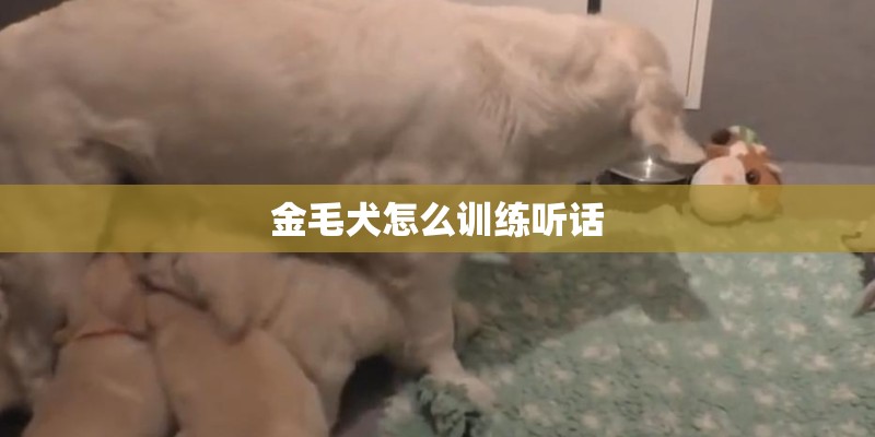 金毛犬怎么训练听话