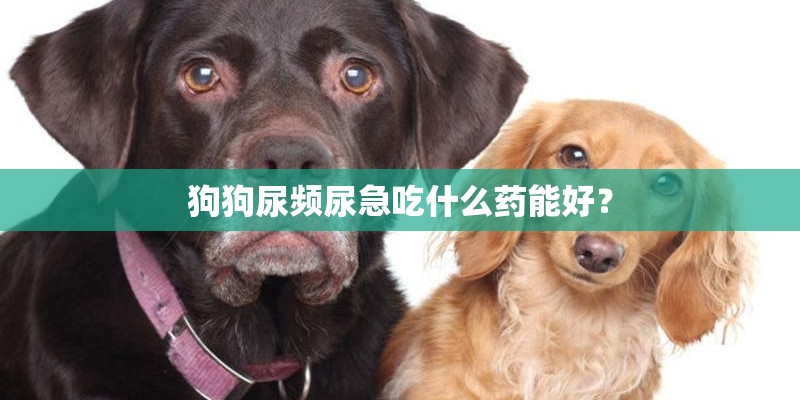 狗狗尿频尿急吃什么药能好？