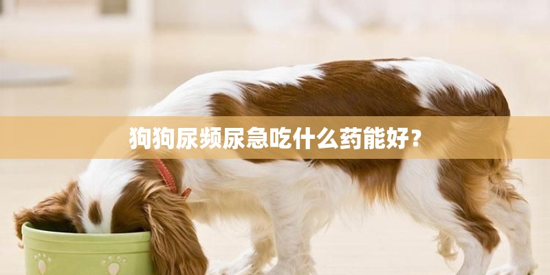 狗狗尿频尿急吃什么药能好？