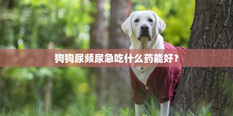 狗狗尿频尿急吃什么药能好？