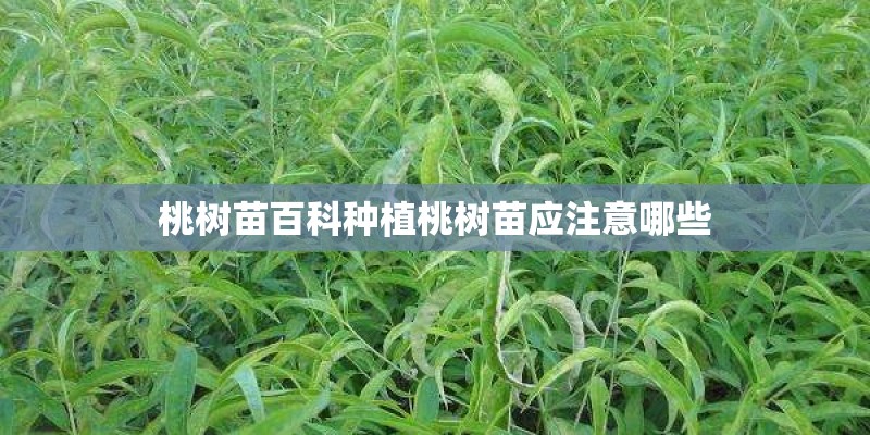 桃树苗百科种植桃树苗应注意哪些