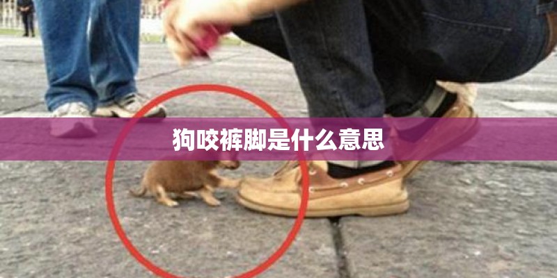 狗咬裤脚是什么意思