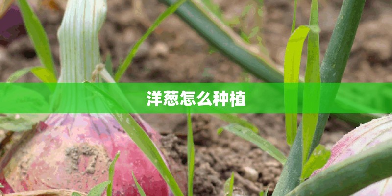 洋葱怎么种植