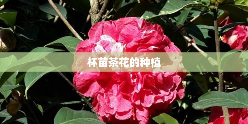 杯苗茶花的种植 杯苗茶花的种植