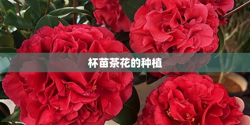 杯苗茶花的种植 杯苗茶花的种植