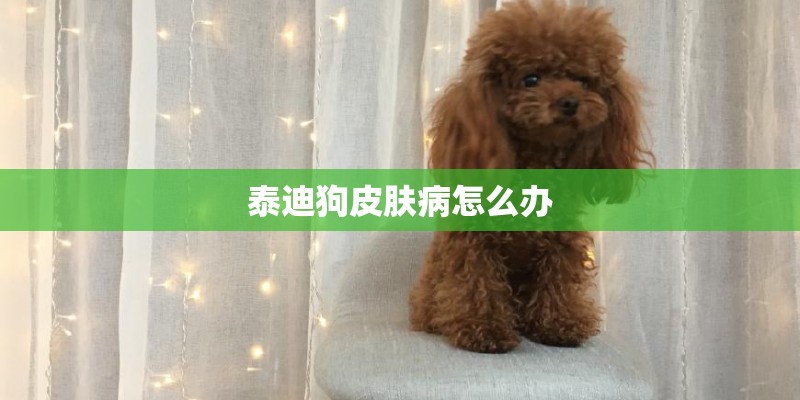 泰迪狗皮肤病怎么办