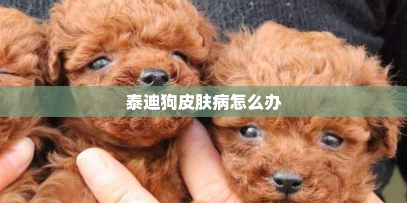 泰迪狗皮肤病怎么办