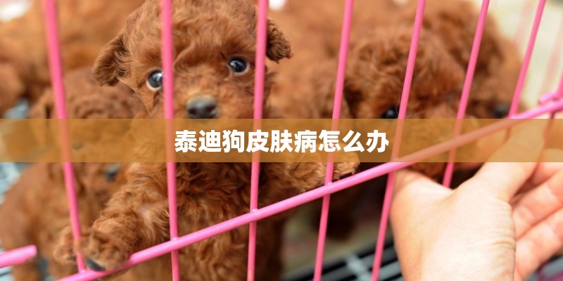 泰迪狗皮肤病怎么办