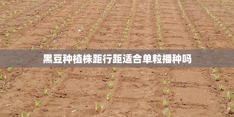 黑豆种植株距行距适合单粒播种吗