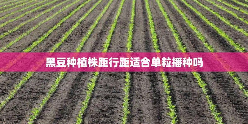 黑豆种植株距行距适合单粒播种吗
