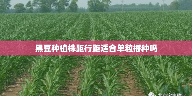 黑豆种植株距行距适合单粒播种吗