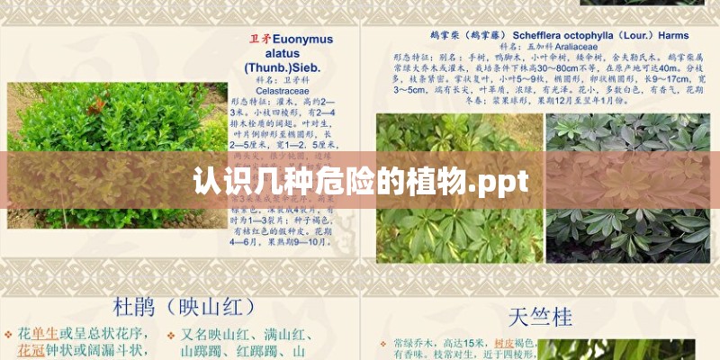 认识几种危险的植物.ppt