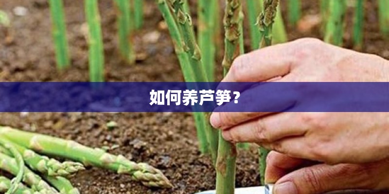 如何养芦笋？