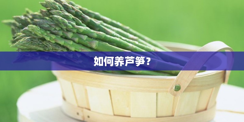 如何养芦笋？