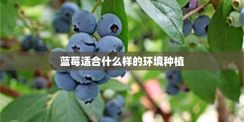 蓝莓适合什么样的环境种植