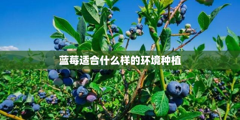 蓝莓适合什么样的环境种植