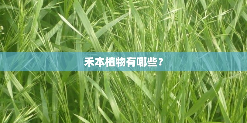 禾本植物有哪些？