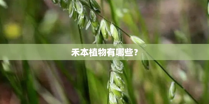 禾本植物有哪些? 禾本植物有哪些?