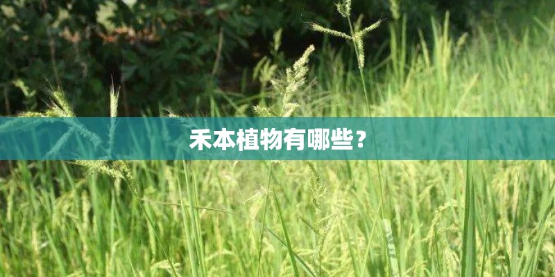禾本植物有哪些? 禾本植物有哪些?