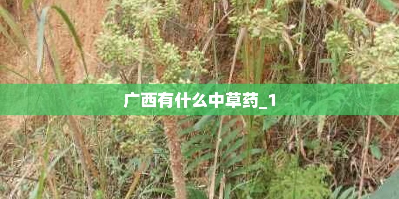 广西有什么中草药_1 广西有什么中草药_1