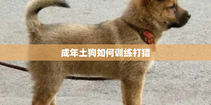 成年土狗如何训练打猎